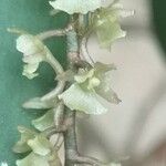 Rhipidoglossum rutilum Flower