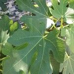 Ficus carica Φύλλο