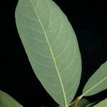 Quercus engelmannii Leaf