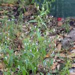 Andrographis paniculata आदत