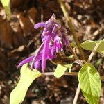 Salvia purpurea ᱵᱟᱦᱟ