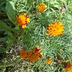 Tagetes erectaFlower