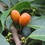 Maytenus guyanensis Gyümölcs
