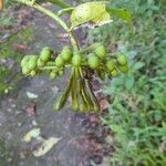 Marcgravia umbellata Цветок