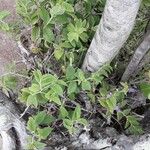 Vernonia arborescens आदत