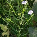 Linum bienne অভ্যাস