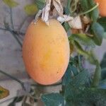 Passiflora caerulea Плод