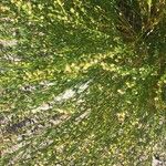 Artemisia michauxiana Frunză