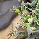 Euphorbia sulcata Blüte