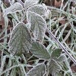 Rubus ulmifolius Levél