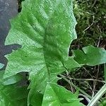 Taraxacum clemens Hoja