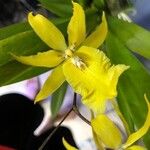 Brassia arachnoidea 花