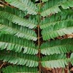 Pentaclethra macrophylla List
