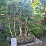 Juniperus californica Feuille