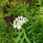 Pycnanthemum tenuifolium 花