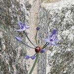 Allium caeruleum Blomma