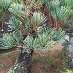 Pinus parviflora Hoja