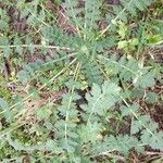Erodium acaule Hoja