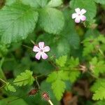 Geranium robertianumЦветок