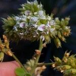 Lespedeza hirta Flor