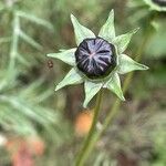 Cosmos bipinnatus Lorea