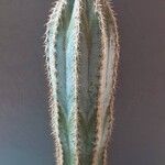 Pilosocereus armatus Агульны выгляд