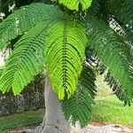 Delonix regia Hoja