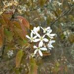 Amelanchier × lamarckii Blodyn
