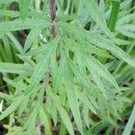 Artemisia verlotiorum Leaf