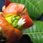 Psychotria elata Цвят