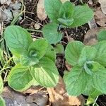 Mentha × piperita Leaf