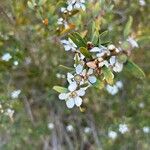 Leptospermum laevigatum 花