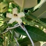 Araujia sericifera Blomst