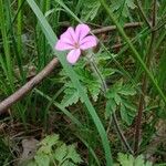 Geranium robertianumBlodyn