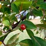 Malus hupehensis Fruit