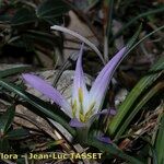 Colchicum androcymbioides