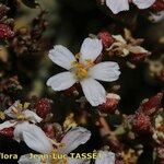 Frankenia corymbosa Blomst