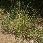 Carex microcarpa Habit