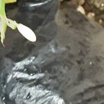 Chlorophytum comosum Flower