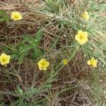 Linum volkensii Altres