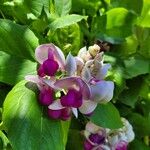 Cochliasanthus caracalla Flor