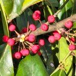Ilex cassine Fruto