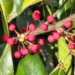 Ilex cassine Fruit