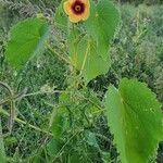 Abutilon hirtum पत्ता