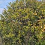 Hakea salicifolia Habitus