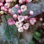 Viburnum rugosumΛουλούδι