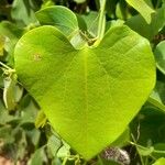 Aristolochia littoralis برگ