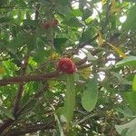 Syzygium aqueum Фрукт