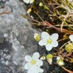 Sagina nodosa Flower