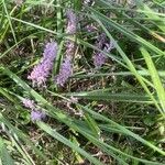 Liriope spicata Flor